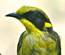 bird avatar