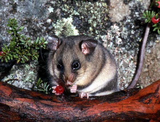 pygmy-possum