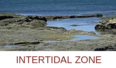intertidal zone
