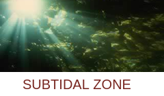 subtidal zone