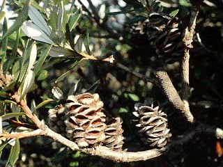 banksia2.jpg