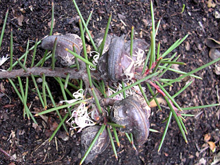 hakea-needles.jpg