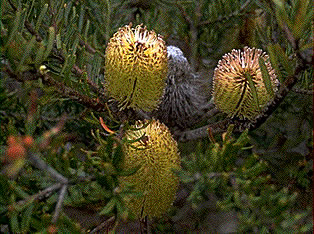 banksia.jpg