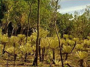 cycads.jpg