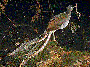 lyrebird.png