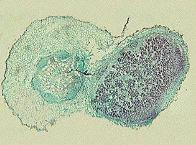 nitrogen02.swf