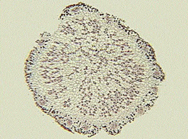 nitrogen03.swf