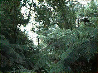 rainforest.jpg