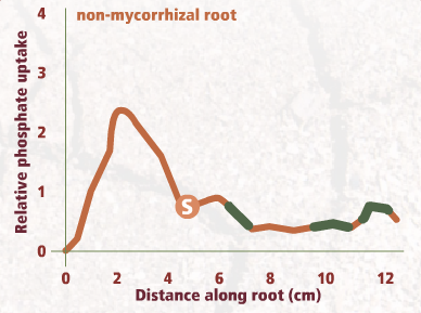 roots03.swf