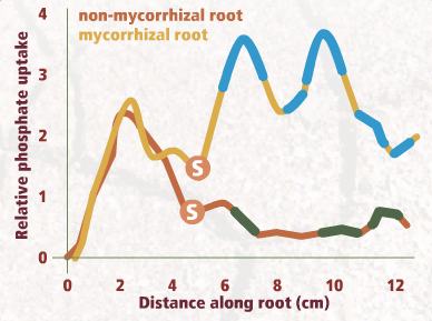 roots03.swf